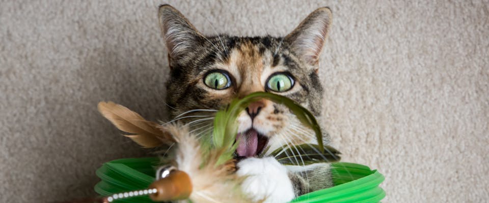 The 12 best electronic cat toys for every frisky feline
